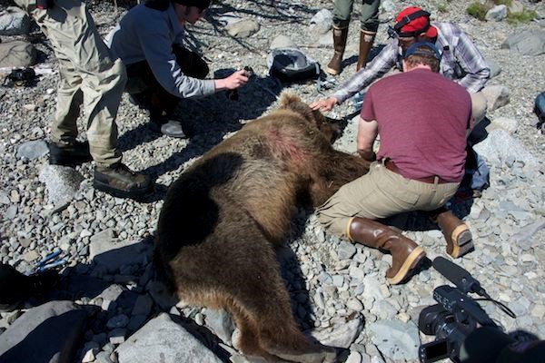 Bear 854, Divot, as biologists remove wolf snare from her neck