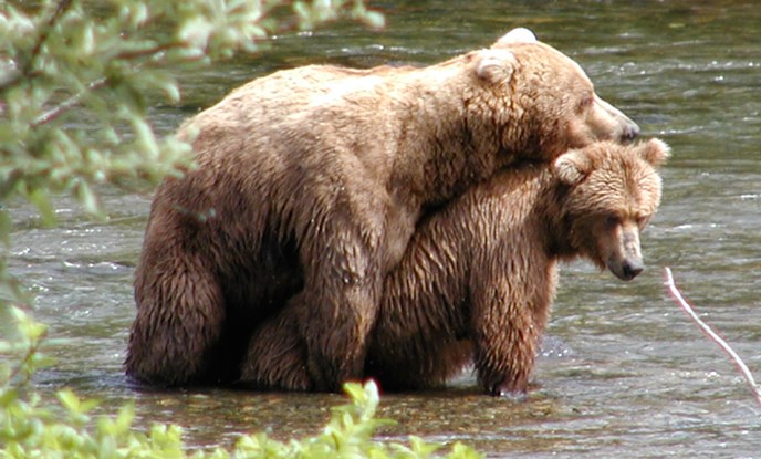 Brown Bear Frequently Asked Questions - Katmai National ...