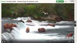 Brooks-Falls-bearcam