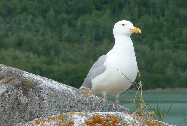 Glaucous-winged-gull-on-island