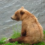 Sitting bear
