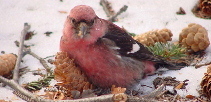White winged crossbill feeding on white spruce cones in the snow