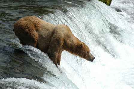 Large male bear fishes the lip of Brooks Falls