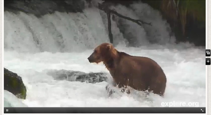 Still image from webcam, of brown bear near waterfall