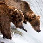 Bears on the lip of Brooks Falls.