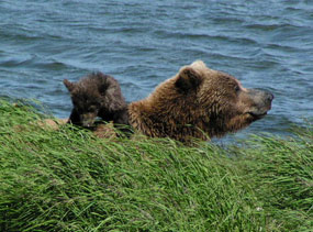 Female and cub