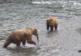 Male bear with subadult