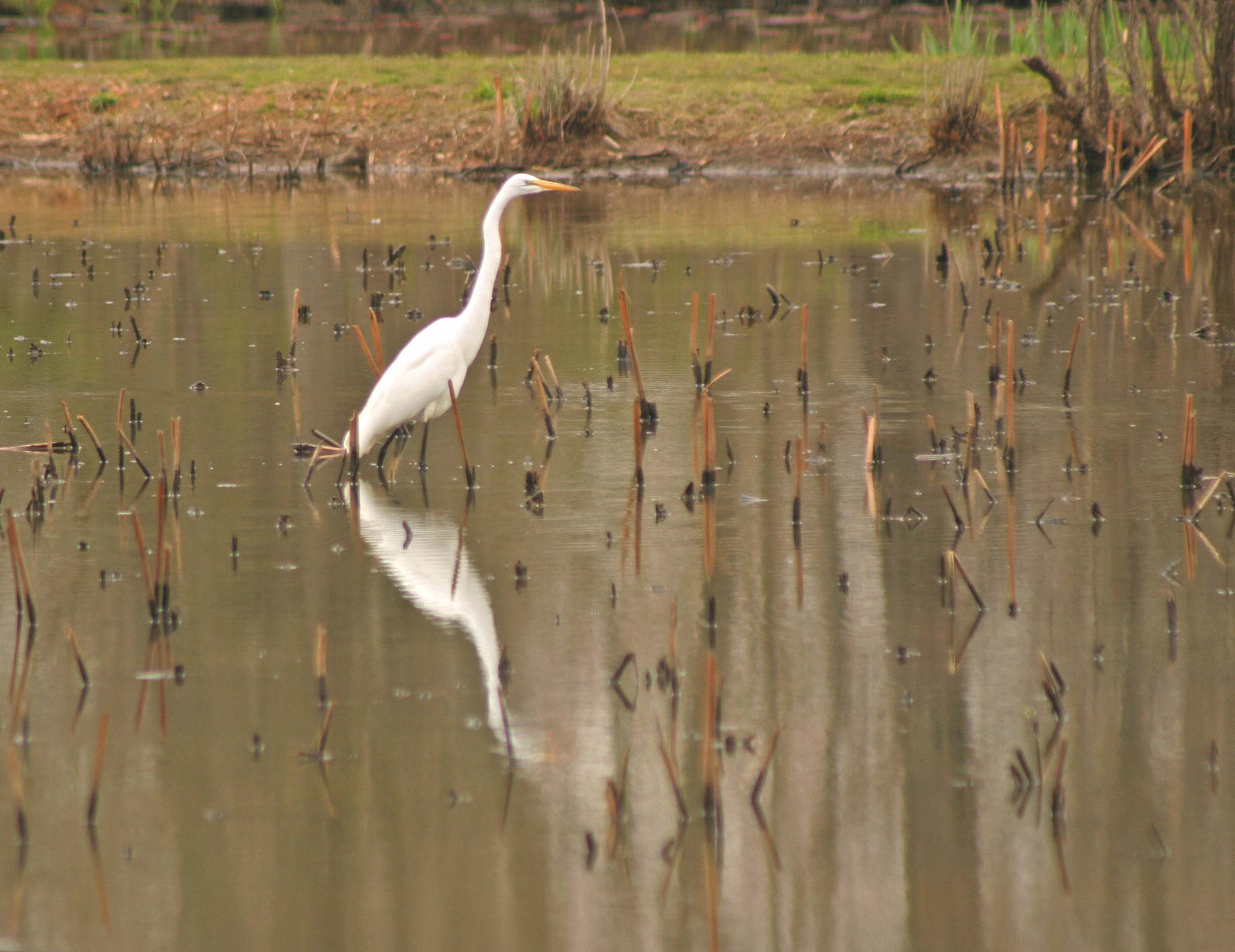 Birds can be predators and prey, as well as seed movers
