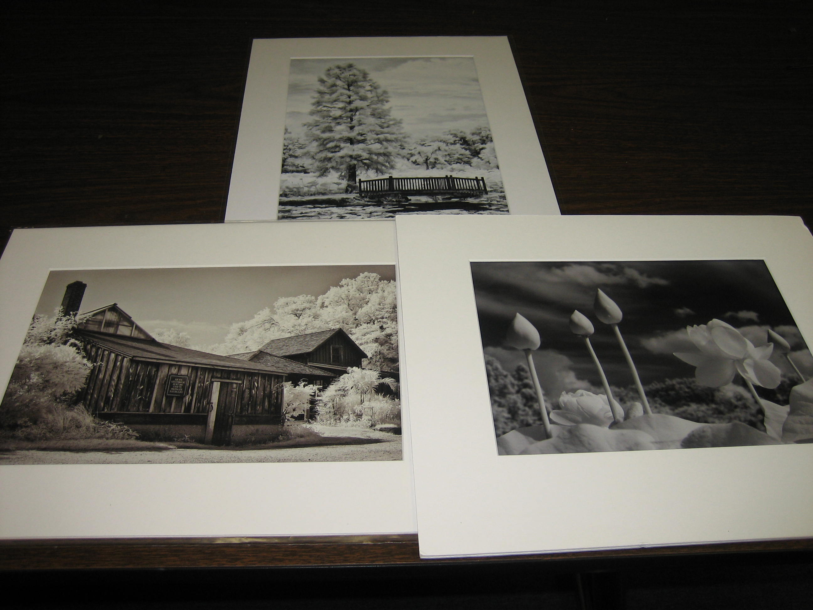 2009 photo contest winners