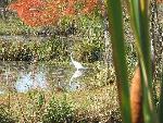 An egret fills up before heading south