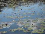 Reflections of a fall sky