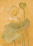 lotus 1