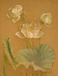 several lotus flowers