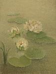floating waterlilies