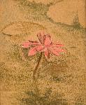 pink tropical waterlily rises from the water
