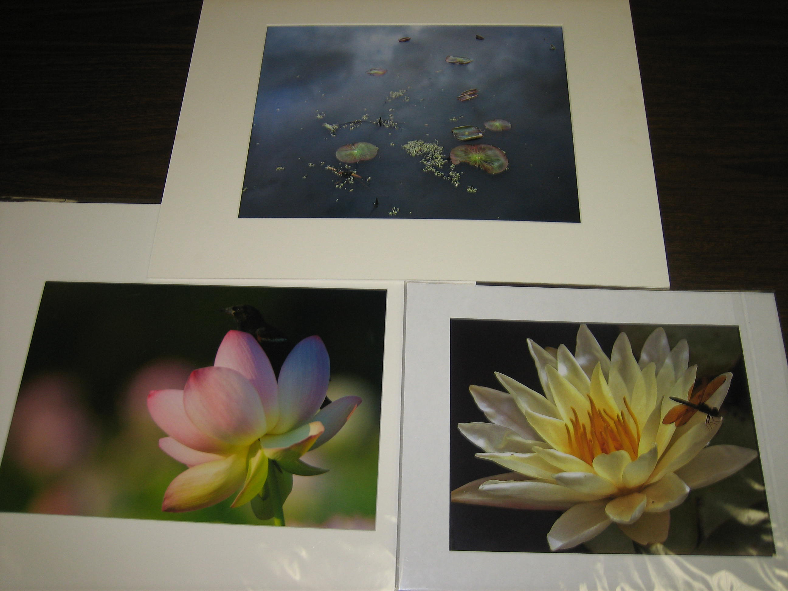 2009 photo contest winners