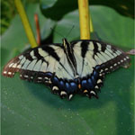 Zebra swallowtails depend on two other species, one a tree and the other an insect.