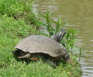 A sunning turtle