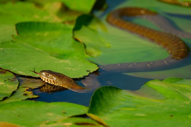 common water snake