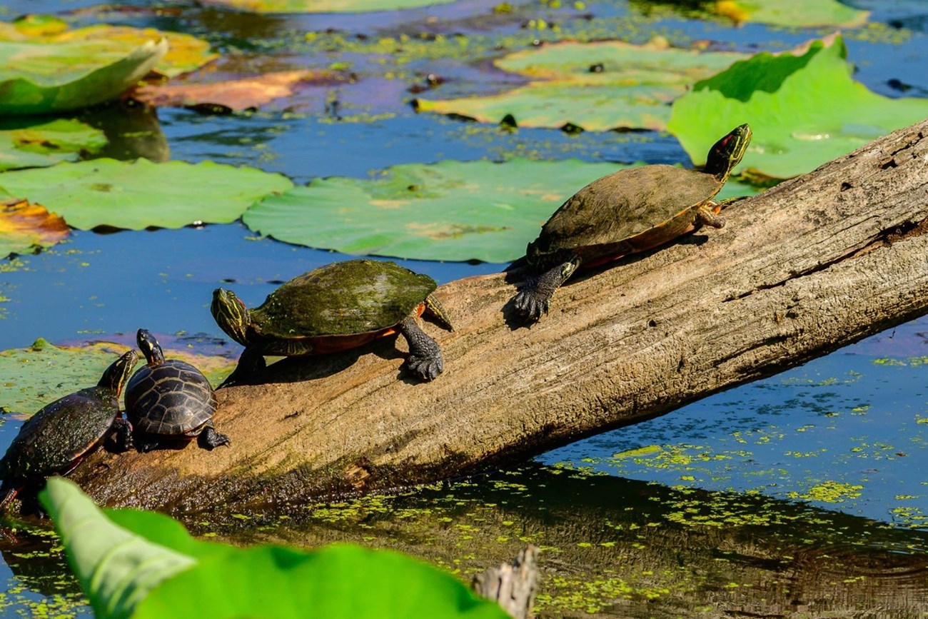 Turtles sit on a log