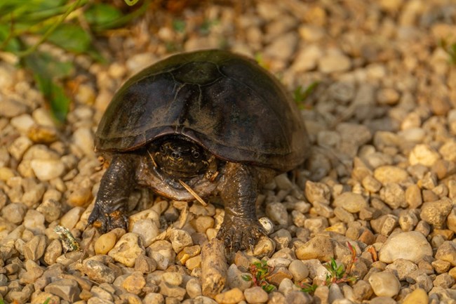 eastern musk turtle