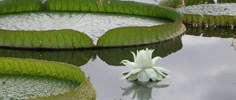 A cool white waterlily on a hot August day.