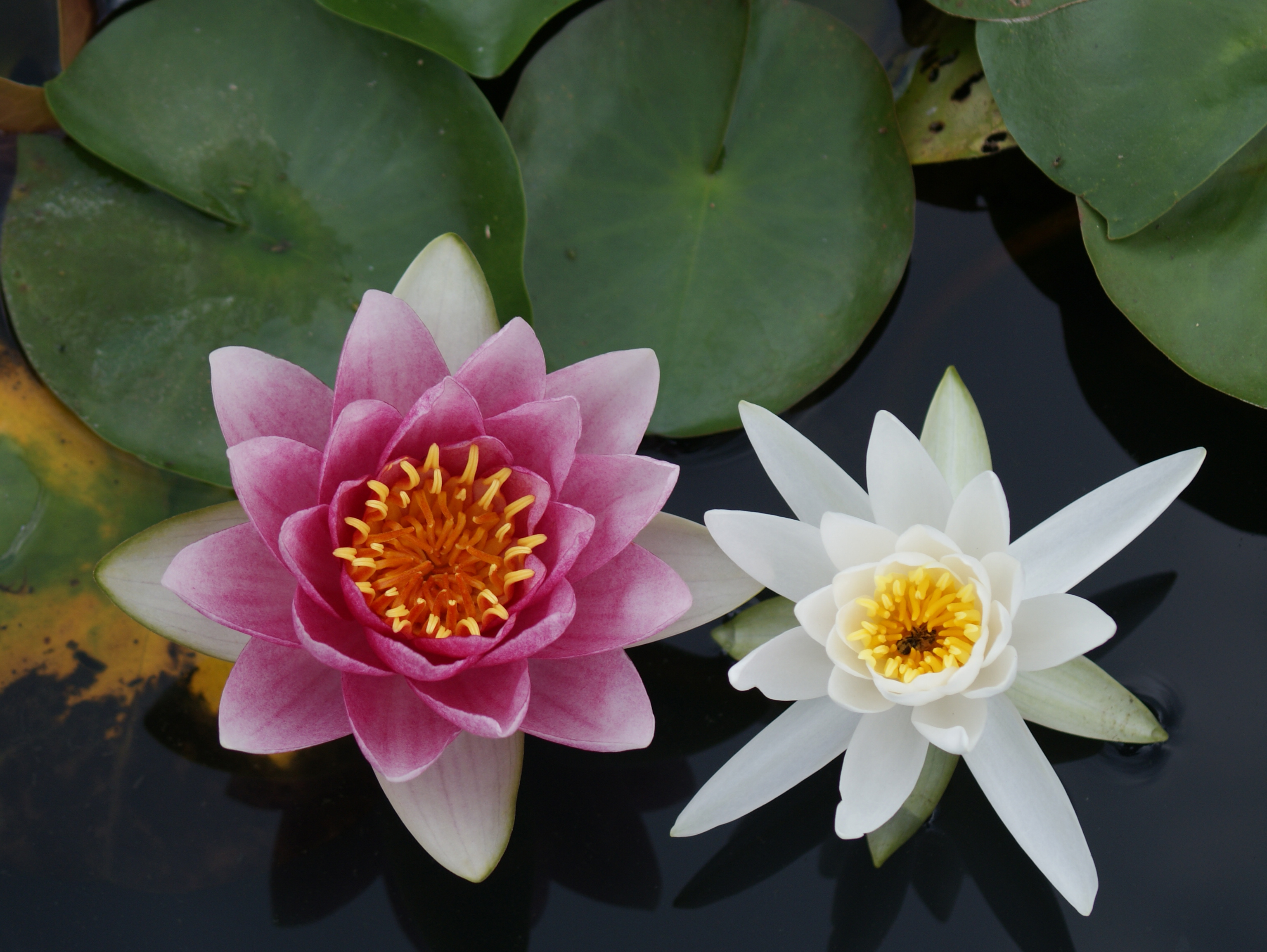 Water lilies share many characteristics with their cousins, the lotus, and common ancestor, the nuphar.