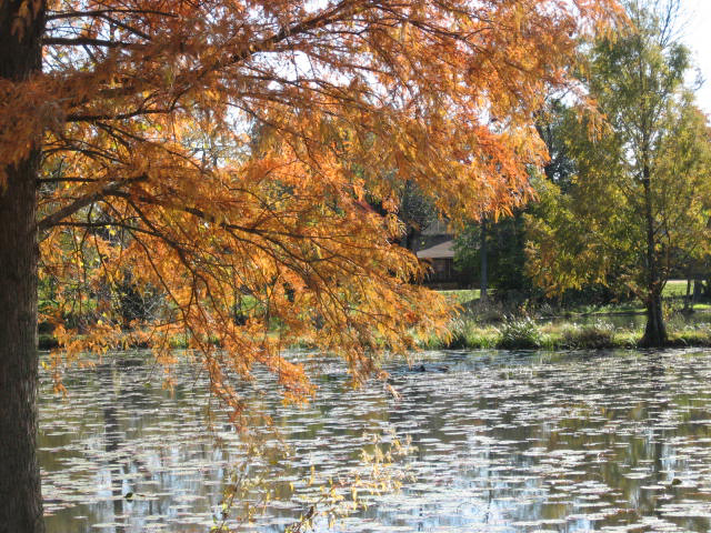 fall color