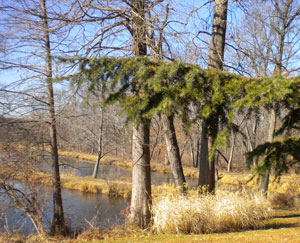 winter-ponds
