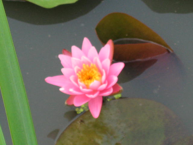 Come before it gets too hot in the day for the pink opal.