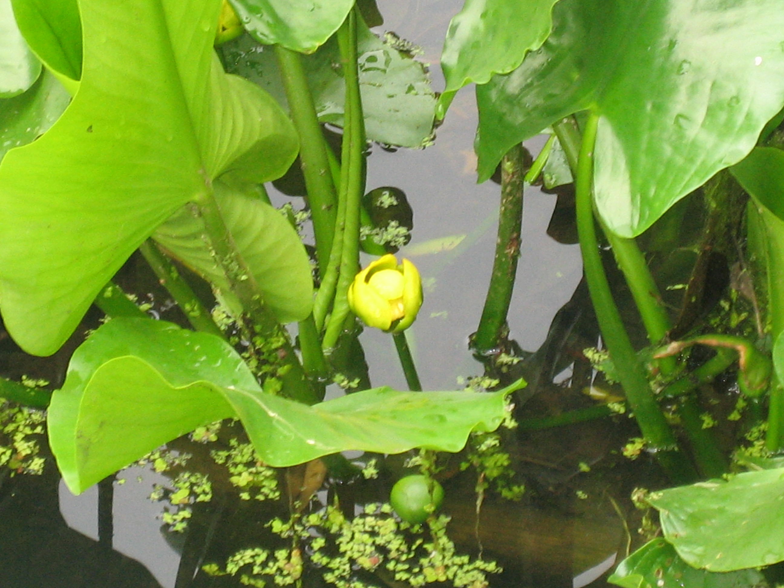 A bright yellow club shaped nuphar flower surrounded by leaves