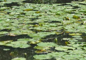 A typical hot afternoon view of waterlilies.