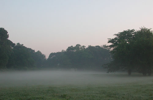 fog over field