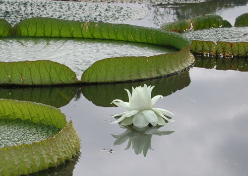 flower reflected in water