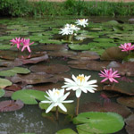 Hot, blazing bright flowers are characteristic of tropical waterlilies