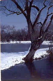 the peace of winter covers the ponds