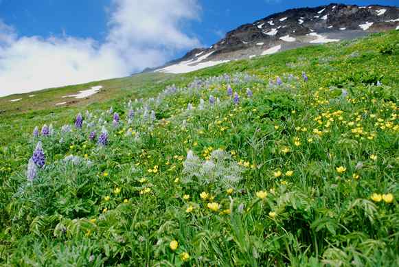 Wildflowers on Harding Icefield Trail