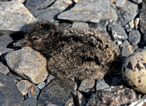 A fluffy black oystercatcher chicks lies on a rocky beach next to its shell.