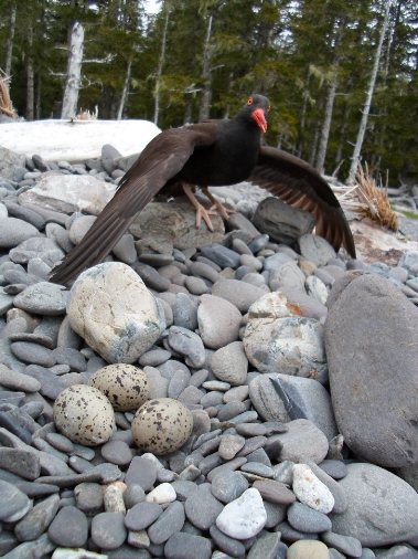 An adult black oystercatcher stands on a rocky beach, with 3 speckled-colored eggs in a nest below.