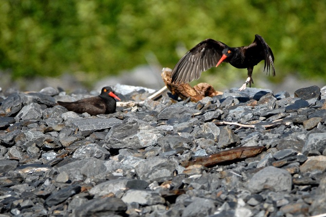 Two adult black oystercatchers on a rocky beach. One prepares to take off, with its wings out.