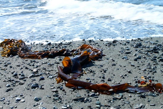 Bull kelp on beach.