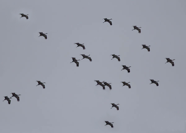 sandhill cranes flying by