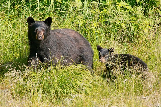 Black bear with cub in high grass.