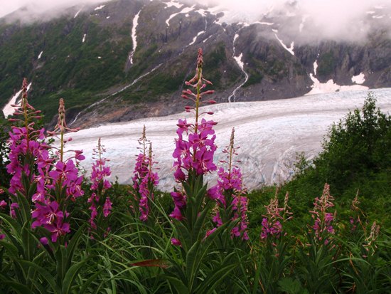 Common fireweed at Exit Glacier