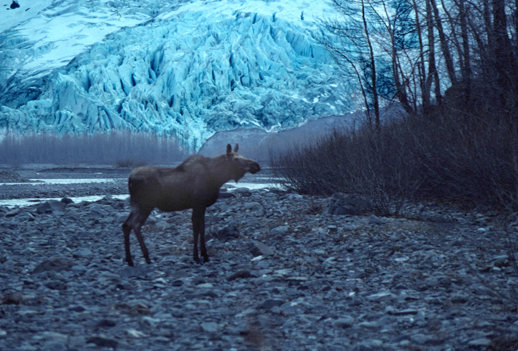 Moose at Exit Glacier