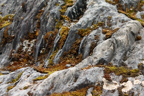 Mosses and lichens near Exit Glacier.