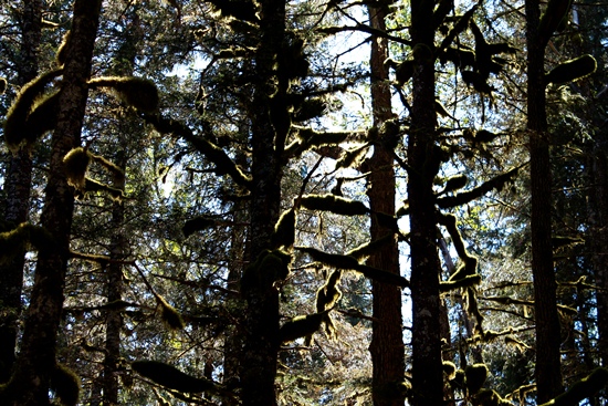 Mature Sitka spruce forest, the 
