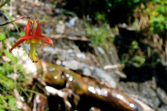Fly pollinating a western columbine