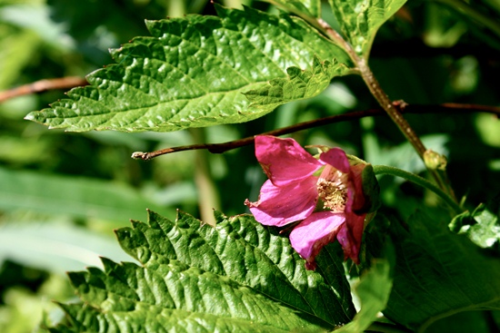 Salmonberry (Rubus spectabilis) in flower.