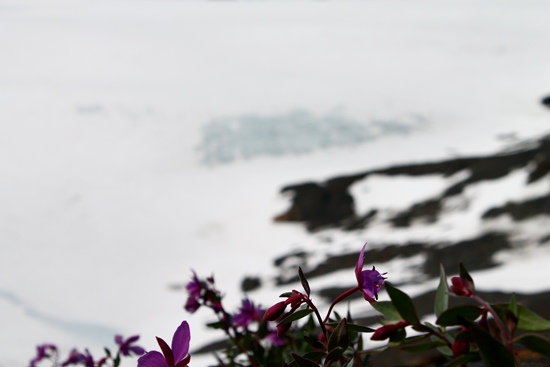 Dwarf fireweed flowering next to the Harding Icefield